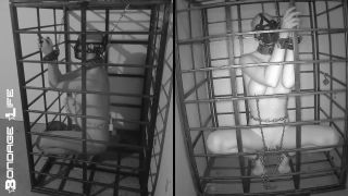 free online video 40 skin diamond femdom Bondage Life – More Storage Time For Greyhound, bondage life on femdom porn-8