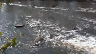 BlackVaginaFinder earthquake (mp4)-9
