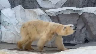 6242 Holiday Morning Lovey-Dovey Before Going To Work Boyfrie...-9