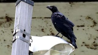 [SuperMisses.com] GIGP-20 Mach Ranger -Target is Mach Pink-012-3